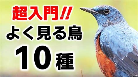 鳥種類|鳥類には、どんな種類の鳥がいるの？【最新40。